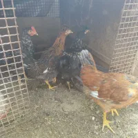 مرغ و خروس