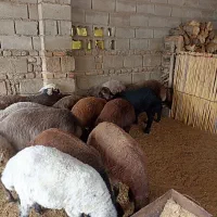 بره توقلی قربانی