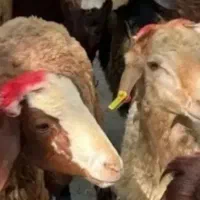 گوسفند خونی