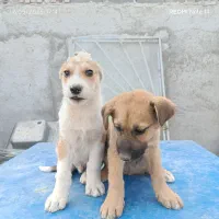 سگ نگهبان