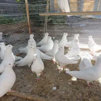 کفترسفید اراکی چشم نوک سفید