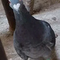 کبوتر