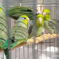 طوطی پروتلت سبز و آبی