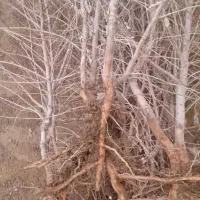 نهال همه‌ میوه ها