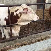 فروش گوساله نر پر گوشت
