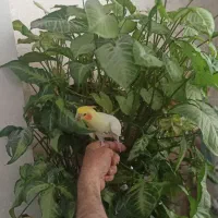 یک جفت عروس هلندی لوتینو  با ۴ تخم بشرط جوجه اهلی