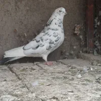 کبوترد