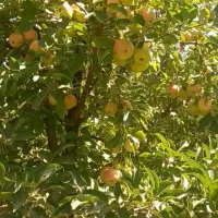 سیب زرد وسفید ارگانیک فروش عمده وجزیی