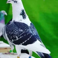جوجه پلاکی گم کردم کبوتر