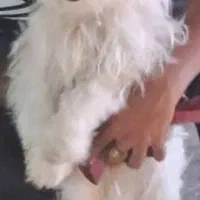 سگ شیتزو نر