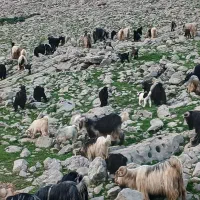 بز گله داری فروشی