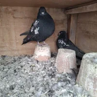 کبوتر قره کوینح