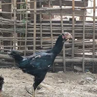 فروش مرغ کرچ لاری