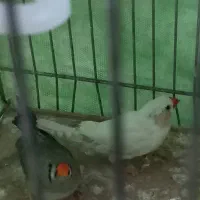 فنچ با لوازم وقفس