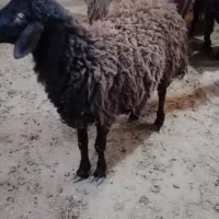 چند رس بره نر بهترین نژاد