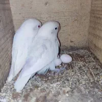 طوطی کوتوله ( برزیلی) رنگ و نژاد خاص..