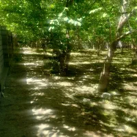 فروش باغ گردویی ۶۰۰متری