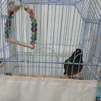 مرغ مینا|پرنده|اردبیل, |دیوار