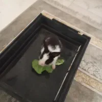 خرگوش