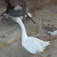 دو عدد قو غاز