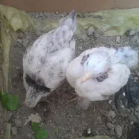 جوجه برهما معاوضه فقط با  مرغ برهما