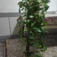 گل پتوس