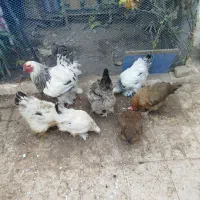 مرغ برهما ورسمی