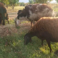 قوچ پلنگی