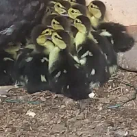 جوجه اردک اسراییلی