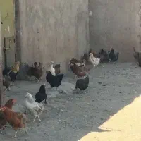 مرغ تخمگذار 850