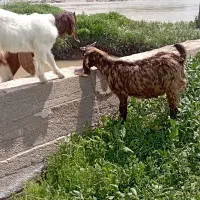 بزغاله نر پلنگی پاکستانی عروسک