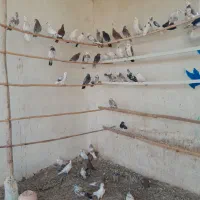 ۵۰ تا کفتر پروندنی