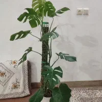 مانسترا بزرگ با گلدان سرامیکی