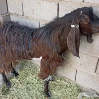 یک عدد گوسفند نری رشتی