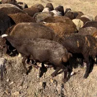 گوسفند و بزغاله وعده ای