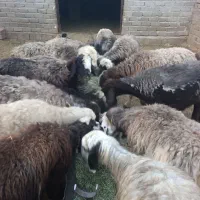 میش