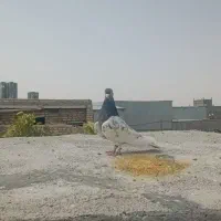 کفتر