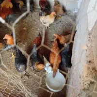 مرغ تخم گذار بشرط آگهی دارخوین