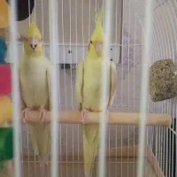 عروس هلندی مولد