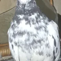 کفتر