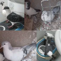 کفتر یا کبوتر ساده کلاغدم امری خالدم سیاه و جوجه