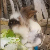 خرگوش
