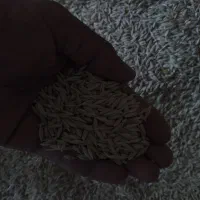 جو۱۵تن