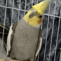 عروس هلندی سخن گو