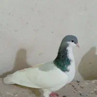 کفتر شهری سوسبز