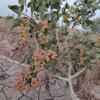 فروش فوری باغ پسته  ویک ساعت آب