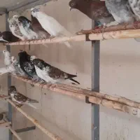 تعدادی کفتر درجه یک قیمت جفتی ۴۰۰