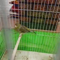قناری نر نژاد سبز علیخانی