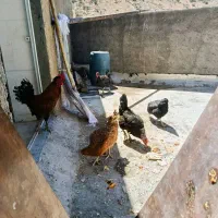 مرغ و خروس