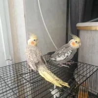 پرنده عروس